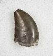 Small / Allosaurus Tooth - Serrated #11833-1